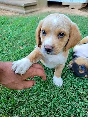 Name Beagle Dog Franklin