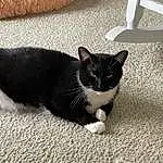 Cat, Eyes, Carnivore, Felidae, Small To Medium-sized Cats, Grey, Whiskers, Tail, Dog breed, Snout, Black cats, Human Leg, Foot, Comfort, Sand, Domestic Short-haired Cat, Paw, Furry friends, Shadow