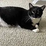 Cat, Felidae, Human Body, Carnivore, Grey, Small To Medium-sized Cats, Whiskers, Dog breed, Foot, Snout, Human Leg, Road Surface, Tail, Grass, Domestic Short-haired Cat, Asphalt, Black cats, Paw