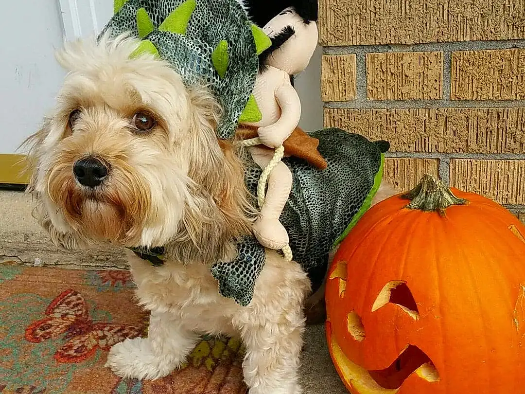 Dog, Dog breed, Pumpkin, Snout, Puppy, Dog Clothes, Morkie, Halloween, Companion dog, Terrier, Schnoodle, Cockapoo, Havanese