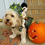 Dog, Dog breed, Pumpkin, Snout, Puppy, Dog Clothes, Morkie, Halloween, Companion dog, Terrier, Schnoodle, Cockapoo, Havanese