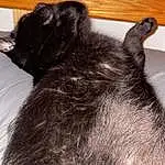 Cat, Carnivore, Felidae, Comfort, Gesture, Ear, Whiskers, Small To Medium-sized Cats, Dog breed, Snout, Tail, Black cats, Domestic Short-haired Cat, Paw, Bombay, Furry friends