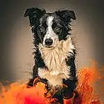 Dog, Dog breed, Carnivore, Companion dog, Snout, Whiskers, Event, Furry friends, Working Animal, Border Collie, Art, Working Dog