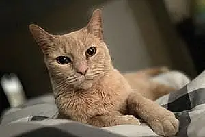 Name Cat Fiji