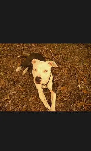 Pit Bull Terrier Dog Jinx