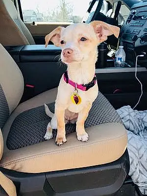 Name Chihuahua Dog Belle