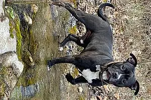 Name Pit Bull Terrier Dog Bosco
