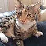 Cat, Whiskers, Fauna, Kitten, Tabby cat, Bengal, European Shorthair, Domestic short-haired cat, American Shorthair