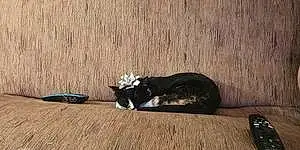 Name American Shorthair Cat Autumn