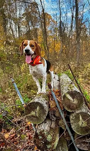 Name Beagle Dog Dodger