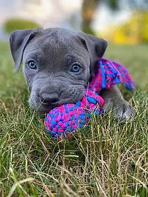 Pit Bull Terrier Dog Blue