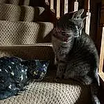 Cat, Felidae, Comfort, Carnivore, Grey, Small To Medium-sized Cats, Couch, Whiskers, Snout, Tail, Black cats, Furry friends, Domestic Short-haired Cat, Sitting, Pattern, Room, Studio Couch, Paw, Living Room