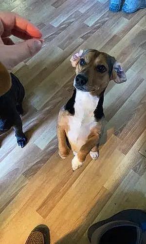 Name Beagle Dog Archer