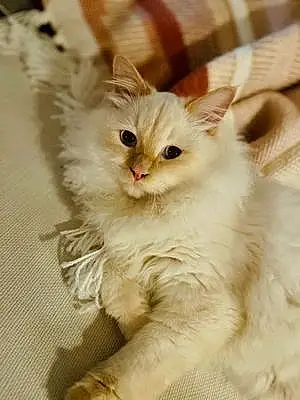 Siberian Cat Nougat