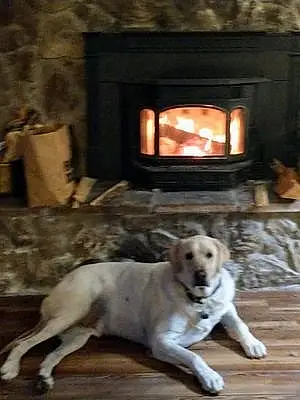 Labrador Retriever Dog Charlie