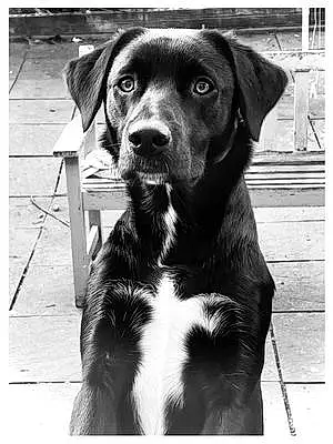 Name Labrador Retriever Dog Darcie