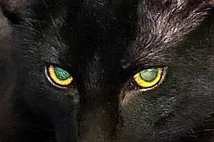 Black cats Bombay Cat Stevie