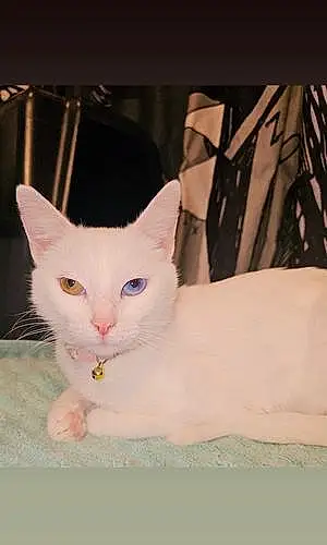 Name Exotic Shorthair Cat Freyja