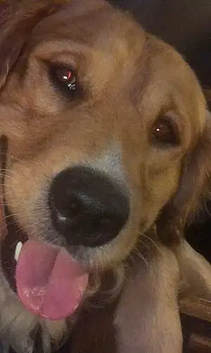 Name Golden Retriever Dog Chaos