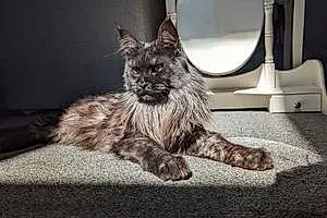 Name Maine Coon Cat Buzz
