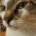 Nose, Cat, Eyes, Carnivore, Felidae, Whiskers, Iris, Small To Medium-sized Cats, Eyelash, Snout, Ear, Furry friends, Close-up, Domestic Short-haired Cat, Terrestrial Animal