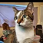 Cat, Felidae, Small To Medium-sized Cats, Carnivore, Iris, Whiskers, Chair, Collar, Snout, Domestic Short-haired Cat, Furry friends, Paw, Sitting, Photo Caption