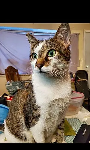 Tabby Cat Koti