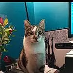 Cat, Plant, Felidae, Carnivore, Small To Medium-sized Cats, Whiskers, Flower, Flowerpot, Houseplant, Tail, Domestic Short-haired Cat, Output Device, Display Device, Furry friends, Thai, Machine, Computer Monitor, Paw, Television, Led-backlit Lcd Display