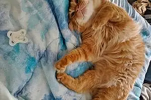 Tabby Cat Milo