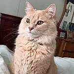Cat, Window, Felidae, Carnivore, Small To Medium-sized Cats, Whiskers, Iris, Fawn, Snout, Comfort, Furry friends, Tail, Domestic Short-haired Cat, Claw, British Longhair, Paw, Terrestrial Animal, Sitting