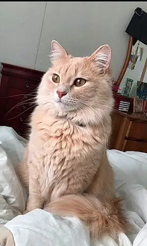 Name Oriental Longhair Cat Goliath