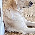 Dog, Carnivore, Dog breed, Fawn, Companion dog, Whiskers, Snout, Gun Dog, Wood, Retriever, Furry friends, Drainage, Canidae, Golden Retriever, Pet Supply, Working Animal, Terrestrial Animal, Working Dog