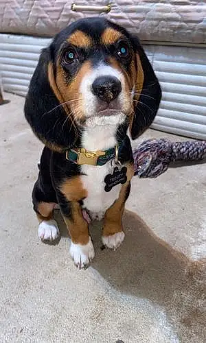 Name Beagle Dog Brew