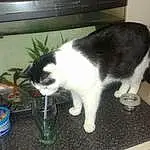 Cat, Felidae, Carnivore, Small To Medium-sized Cats, Table, Whiskers, Computer Keyboard, Snout, Tail, Tableware, Domestic Short-haired Cat, Furry friends, Paw, Plant, Canidae, Window, Rectangle, Photo Caption, Claw