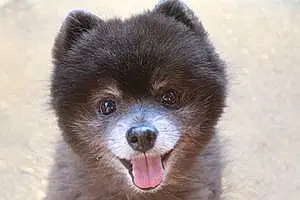 Pomeranian Dog Blip
