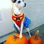 Dog breed, Dog, Halloween, Dog Clothes, Pumpkin, Snout
