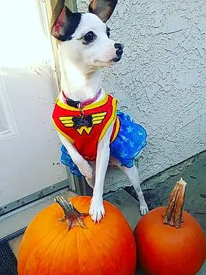 Halloween Dog Bella
