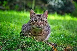 Name Bengal Cat Benji