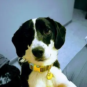 Name Beagle Dog Eva