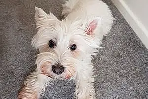 Name West Highland White Terrier Dog Flossie
