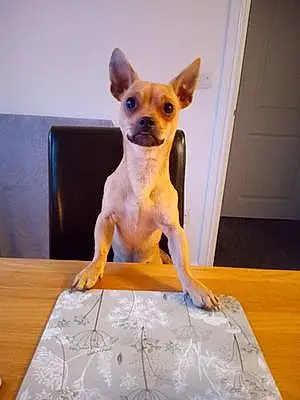 Name Chihuahua Dog Dave