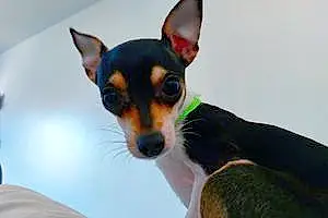 Name Chihuahua Dog Astrid