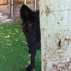 Name German Shepherd Dog Blackjack
