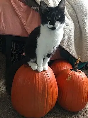 Halloween Cat Cleo Cricket Clementine