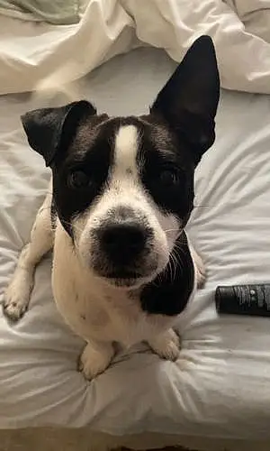 Name Jack Russell Dog Chunk
