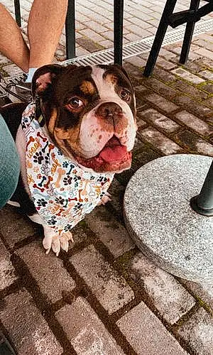 Bulldog Dog Cocoa