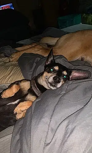 Chihuahua Dog Gracie