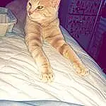 Cat, Comfort, Felidae, Carnivore, Fawn, Snout, Small To Medium-sized Cats, Tail, Whiskers, Chest Of Drawers, Linens, Wood, Human Leg, Domestic Short-haired Cat, Furry friends, Paw, Cabinetry, Claw, Bed, Drawer