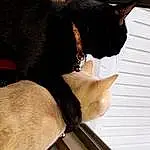 Cat, Window, Leg, Comfort, Carnivore, Collar, Felidae, Dog breed, Dog, Whiskers, Fawn, Plant, Wood, Small To Medium-sized Cats, Companion dog, Pet Supply, Tail, Tints And Shades, Snout