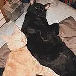 Brown, Black, Comfort, Felidae, Dog breed, Fawn, Companion dog, Carnivore, Small To Medium-sized Cats, Whiskers, Snout, Tail, Black cats, Room, Bombay, Furry friends, Couch, Bed, Domestic Short-haired Cat